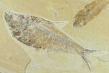 Fossil Fish (Diplomystus) & Mioplosus - Green River Formation #131213-2